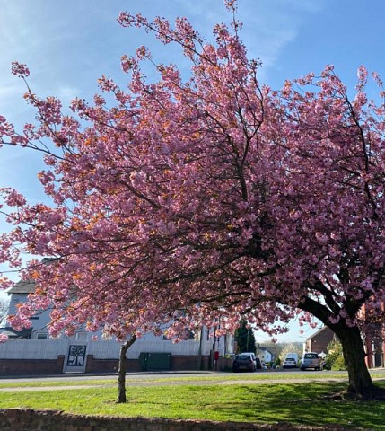 Cherry Tree House is looking Blooming Beautiful